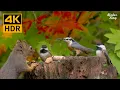Cat TV 8 hours Birds chipmunks squirrels and the fall maple leaves 4K R