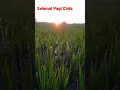 Download Lagu Selamat Pagi Cinta #selamatpagi
