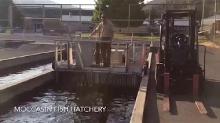 2017 Fish Plant at Pinecrest Lake California