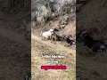 Download Lagu BABI HUTAN DISERANG ANJING PEMBURU #shorts #viralvideo #trending