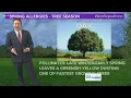 Oak pollen numbers are on the rise but when is peak season Weatherminds