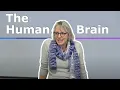 1 Introduction to the Human Brain