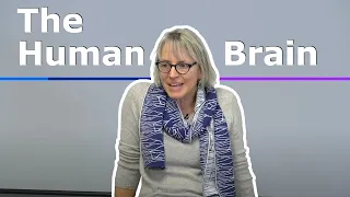 1 Introduction to the Human Brain