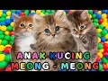 Download Lagu kucing lucu - KUCING PERSIA PUTIH KUCING PERSIA LUCU #kucinglucu #cat #catlover #kucing MP3