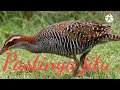 Download Lagu suara pikat burung sintar asli jitu