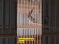 perkutut bekur dan kerot - Perkutut Bangkok
