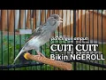Lagu PANCINGAN EFEKTIF, KENARI PAUD, KENARI MUDA Cocok untuk Masteran  Kenari Macet BUNYI agar GACOR