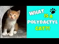 What is a Polydactyl Cat