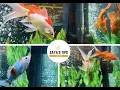 Download Lagu Melbourne freshwater aquarium at Crown | Australia | Saya's Tips 2021
