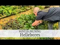 Lagu 165. Hellebore Winter Care \u0026 Spending Time in the Garden