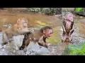 Download Lagu Poor abandoned monkey Baila cries angrily with Binky, showing power disturbs her swim after rain💧🙈