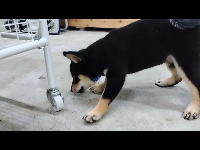 動画