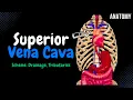 Superior Vena Cava Azygos Hemiazygos Brachiocephalic Anatomy