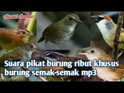 Download MP3 suara pikat burung semak-semak/rungkun hutan mp3