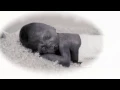 John Lee Robson Keepsake