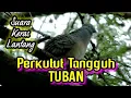 Download Lagu Inilah ‼️ Suara Perkutut Tangguh TUBAN - Banyak Orang Tidak Tau