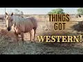 Wild Rides and Halloween Vibes Bowie Horse Auction