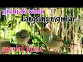 Download Lagu Suara pikat prenjak tamu kepala merah/prenjak cemplir. pikat prenjak kepala merah