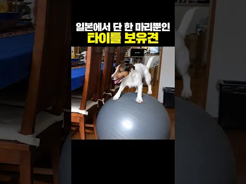 일본에서 단 한 마리뿐인 타이틀 보유견
