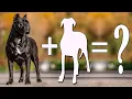Top 10 Unbelievable Cane Corso Cross Breed Cane Corso Mix Breeds