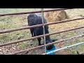 Buying cows and calves Why buy from farmers you trust