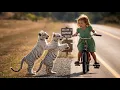 Download Lagu Dua Anak Harimau Memohon Bantuan Seorang Gadis Kecil — Apa yang Mereka Temukan Menghancurkan Hati...