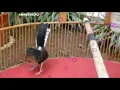 Download Lagu [HD] Pancingan MURAI BATU BORNEO Super Gacor Ngotot AMPUH ( AMANG KICAU )