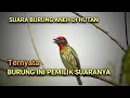 Download Lagu Burung Takur ungkut ungkut Gacor di alam liar suaranya bikin adem di siang hari.