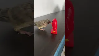 Angry Bird VS Angry Bird