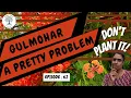 Download Lagu The Gulmohar Tree : Popular but Problematic