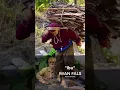 Download Lagu Ibu - Iwan Fals, Setiap lelaki Pasti mengenal Lagu ini, saksikan selengkapnya di Channel ini #ibu