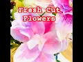 Download Lagu 👩🏻‍🦰🌸Verse prachtige bloemen 🌸#Bloemen