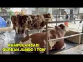 SAPI QURBAN JUMBO SUPER DI CIPUTAT TANGSEL❗️