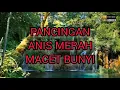 Download Lagu Terapi Burung ANIS MERAH, Pancingan Anis Merah MACET Bunyi.
