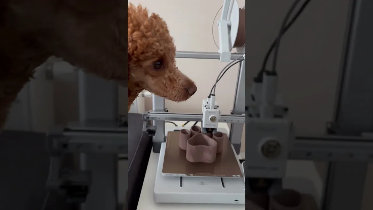 TIDY TAIL video thumbnail