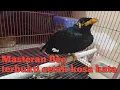 Download Lagu Masteran beo banyak kata sangat ampuh