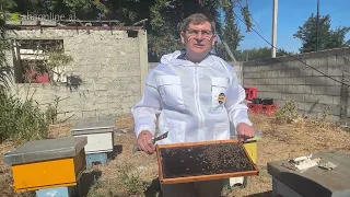 Ushqimet Proteinike dhe Zëvendësuesit e Polenit në Bletari | Dr. Pëllumb Aleksi