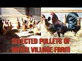 Day 2 Hatch Village pullets a lot