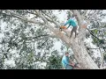 Lagu Cưa Cây Dầu Gió (Bạch Đàn) Hạ Kế Đồi Cà Phê,Cần Kỹ Thuật Cưa Rất Cao Để Sử Lý Chuẩn
