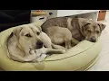 Download Lagu Couple decides to get one dog. Boyfriend comes back with two