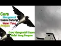 Download Lagu Cara Mengambil Suara Burung Walet Yang Respon