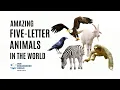 AMAZING Five-Letter Animals Around the World