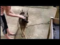 of adoptable pet named TYR-NC