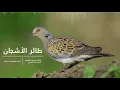 عبدالمجيد عبدالله - طائر الأشجان (HQ)