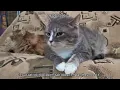Why Your Cat is Eating Epsom Salt What You Need to Know for Their Health