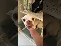 Download Lagu Niki the most celebrity chihuahua inthe world 🤣🤣#999 #viralshorts #f ...