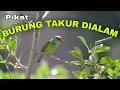 Download Lagu PIKAT DAN MASTERAN BURUNG TAKUR HUTAN