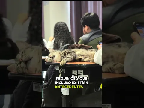 Síguenos para más notipurr miaunuto a miaunuto 🙏🏾😿#notipurrmiaunutoamiaunuto #bagheera #michiton