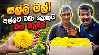 හරිතාගරවල එළවලු විතරක් නෙමෙ මල් වගා කරලත් ලක්ශ ගනනින් මුදල් උපන්න පුලුවන්