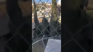                                                                                                   دندنها